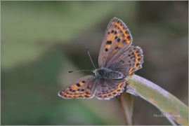 <p>OHNIVÁČEK ČERNOSKVRNNÝ - sameček (Lycaena tityrus) ---- /Sooty copper - Brauner Feuerfalter/</p>